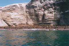 Iles Ballestas, Paracas