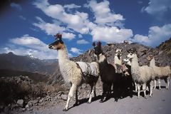 Lamas