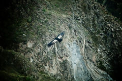 Condor andin