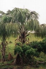 Arbre Pihuayo, prs d'Iquitos