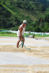 Ratissage et schage de caf biologique