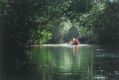 Mangroves de Tumbes