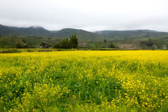 Campagne dans la valle du Colca