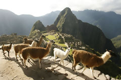 Lamas  Machu Picchu