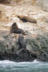 Loups de mer aux les Palomino, Callao