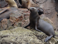 Iles Ballestas, Paracas