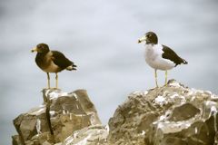 Mouettes, Callao