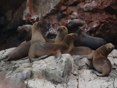 Iles Ballestas, Paracas