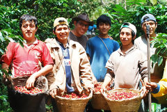 Rcolte de caf biologique