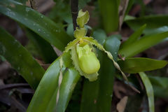 Orchide  Oxapampa