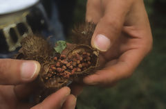 Gousse d'achiote