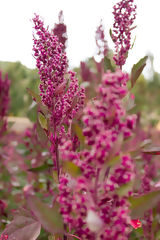 Plante de quinoa