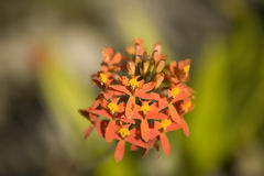 Orchide au Machu Picchu